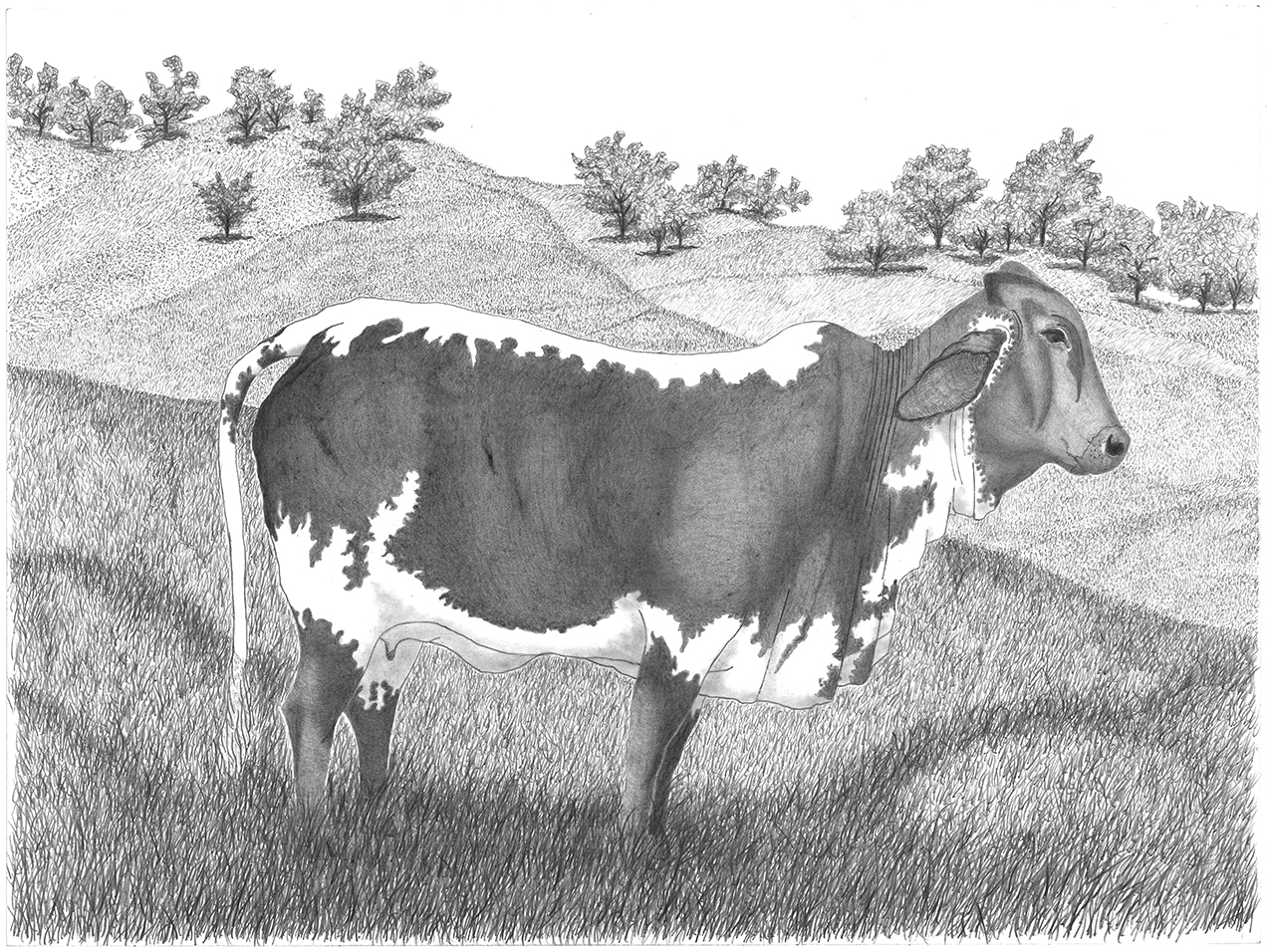 Vache noire et blanche - Amagá, 2020