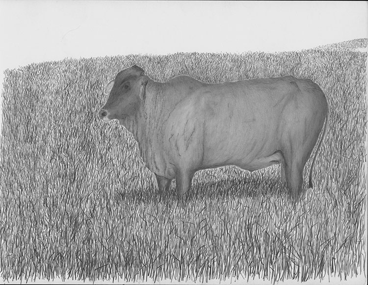 Vaca Bis