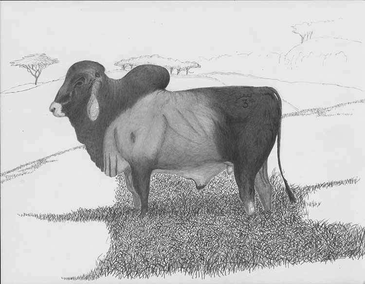 Vaca Brahman
