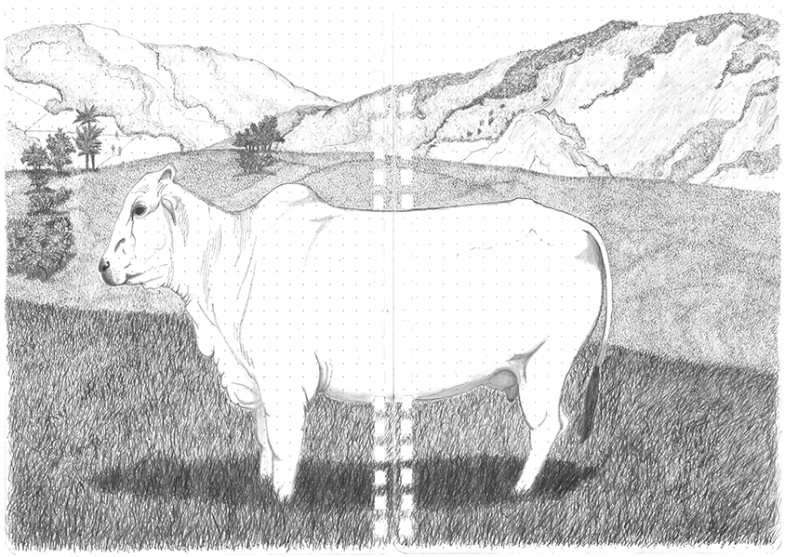vache blanche, Amagá. 2020